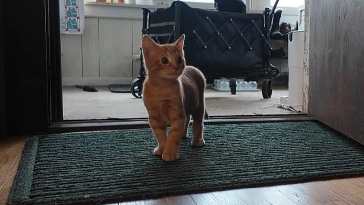 St. Paul man rescues kitten found running around O'Hare airport — KARE 11 Local — Gopher